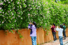 aj九游会官网旅客们在怒放的蔷薇花瀑前拍照打卡-九游会J9·(china)官方网站-真人游戏第一品牌